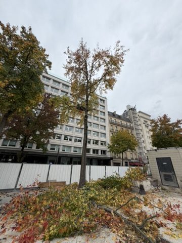 Démontage de liquidambars pour le chantier de réfection du tunnel de l’A14, avenue de la Grande Armée