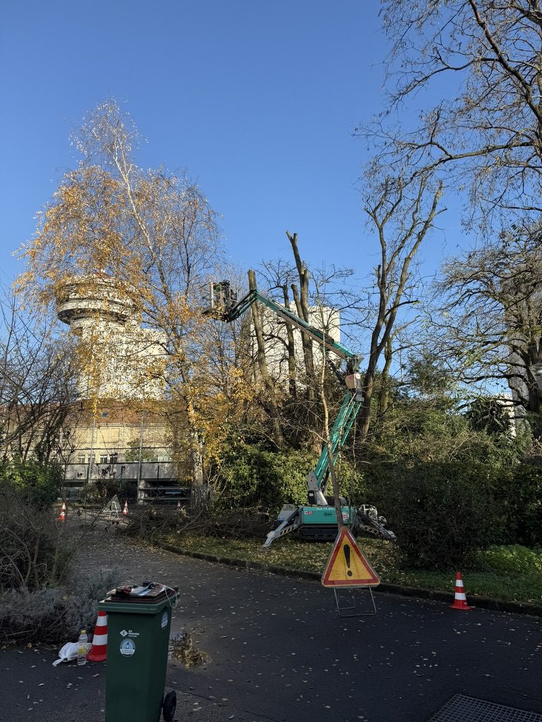 Débroussaillage raisonné : bosquet de robiniers dégagé