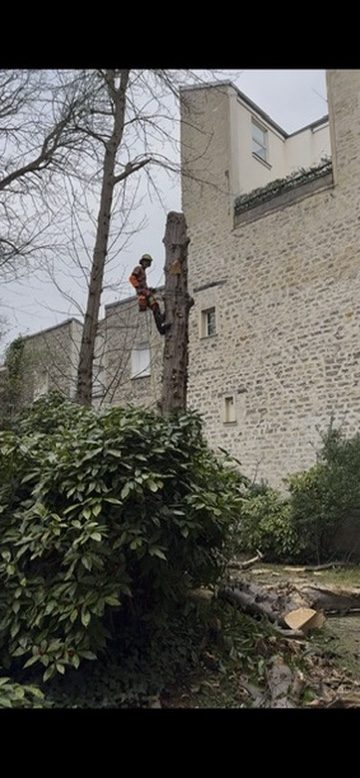 Démontage d’urgence d’un marronnier mort sur pied en cour d’immeuble, Paris 7ᵉ