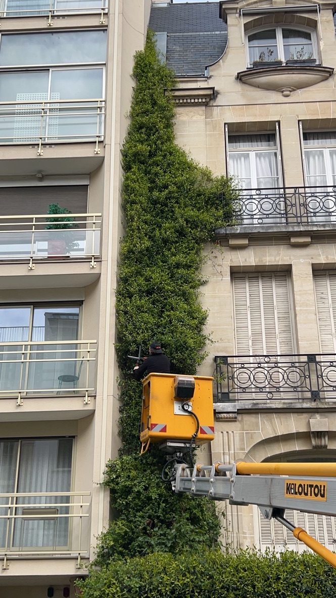 Taille de jasmin en façade pour dégager les descentes d’eau pluviale, Paris 16ᵉ